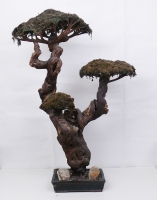 Bonsai crioessiccato